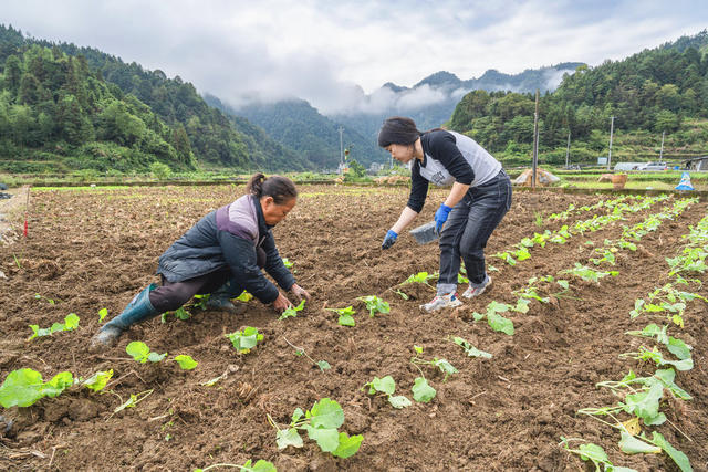 吉首市乾州街道西门口村  村民们忙着扯油菜苗、栽油菜、施肥  发挥农田效益最大化  确保农田增效、农民增收