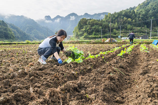 吉首市乾州街道西门口村  村民们忙着扯油菜苗、栽油菜、施肥  发挥农田效益最大化  确保农田增效、农民增收