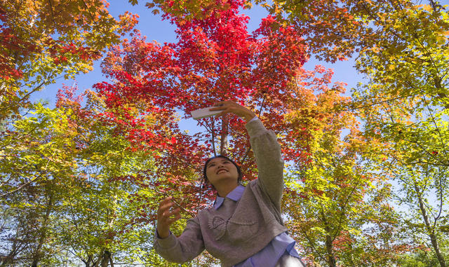 满山枫叶醉游客