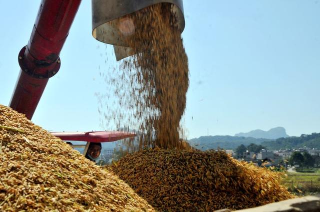 收割  晚稻 归仓