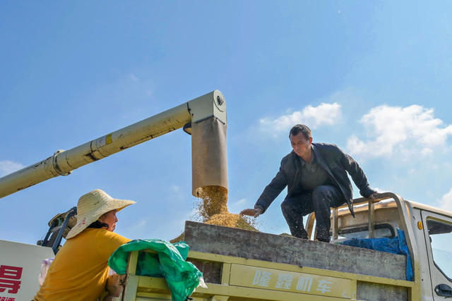 粮食生产  晚稻  双季稻  丰收  霜降  农机