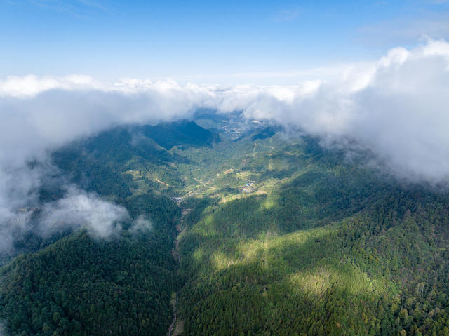 牛儿山 森林