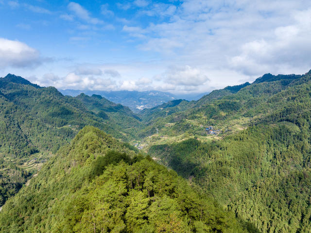 牛儿山 森林