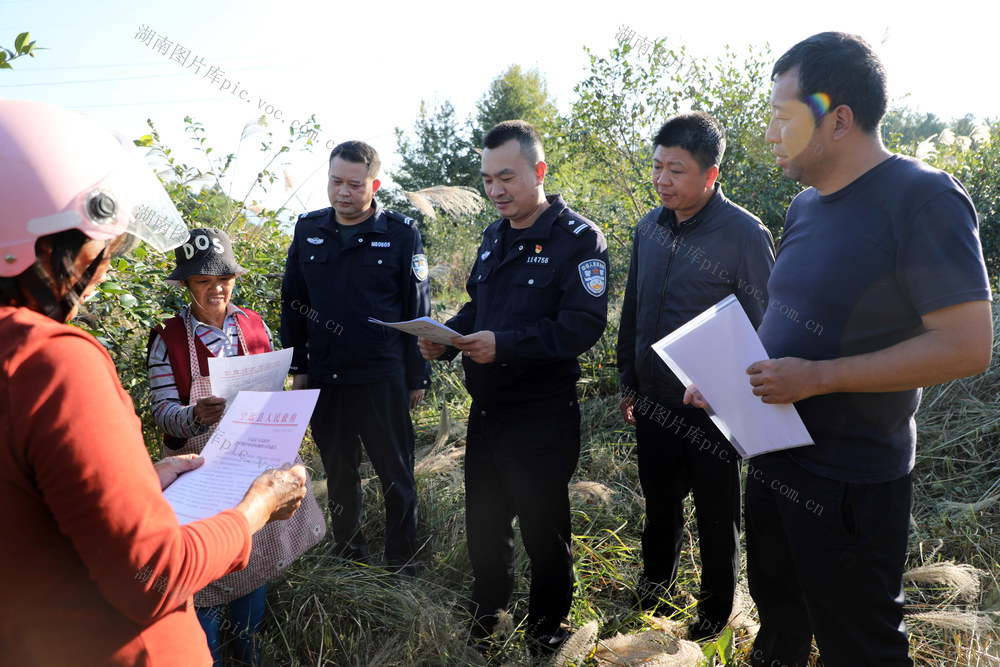 油茶、收摘、秩序