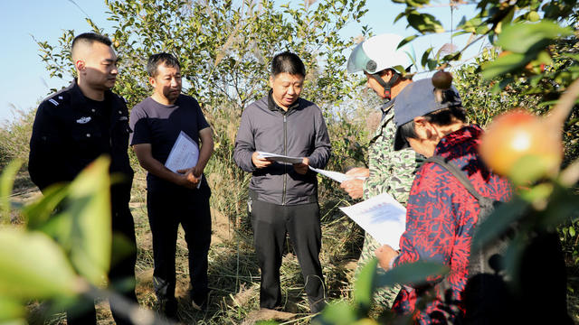 油茶、收摘、秩序
