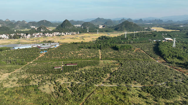 油茶、收摘、秩序