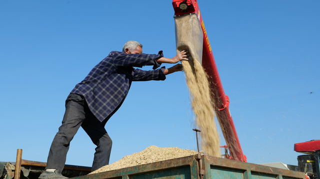 农业 晚稻丰收 粮食生产 农业机械化