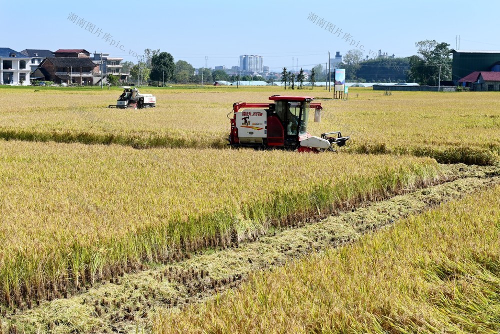 稻谷 晚稻 收割 农机 粮田 收割机 农业 天气 颗粒归仓