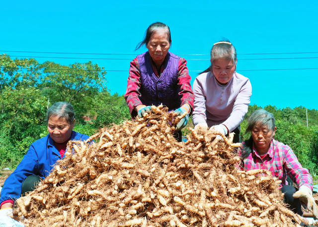 桂阳：特色产业   助农增收