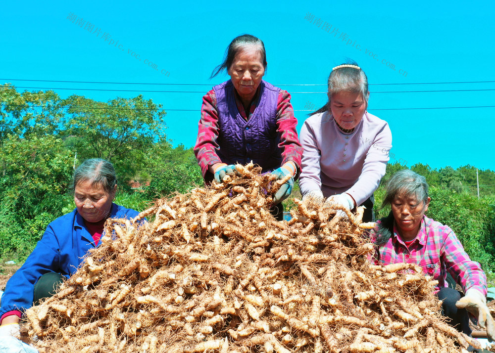 桂阳：特色产业   助农增收