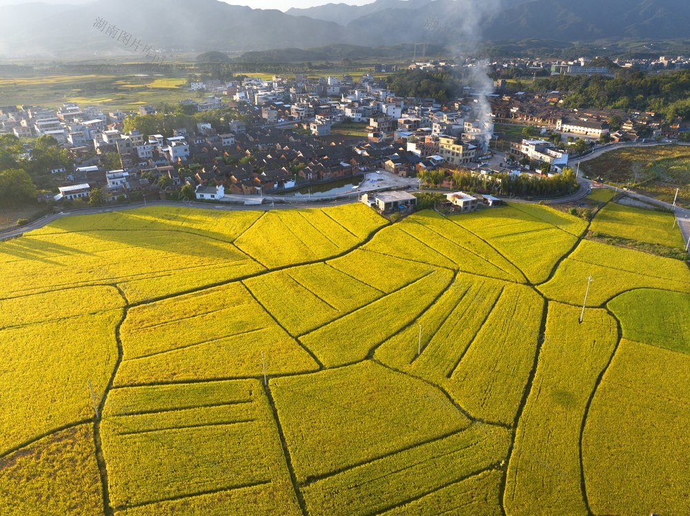 高家村 金色稻田 色彩斑斓， 丰收田园 