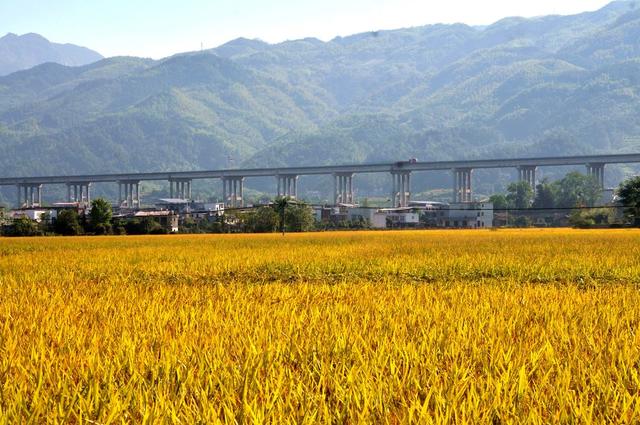 肖市 晚稻 胜收