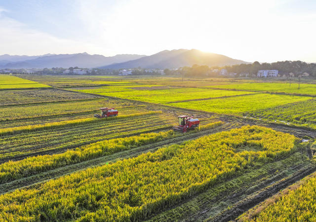 大美中国 粮食安全  特色农业全产业链  高标准农田 水利基础设施  粮食综合生产能力  晚稻丰收 秋色 秋景 秋收