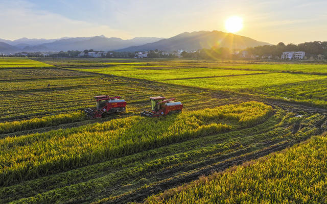 大美中国 粮食安全  特色农业全产业链  高标准农田 水利基础设施  粮食综合生产能力  晚稻丰收 秋色 秋景 秋收