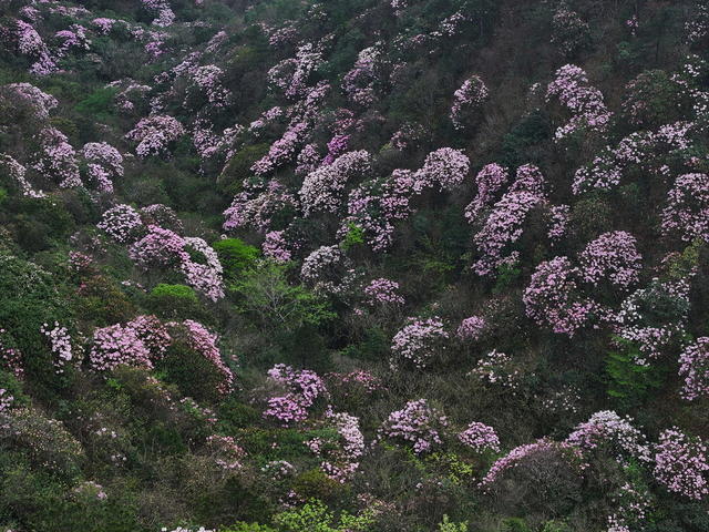 高山杜鹃 保护区 