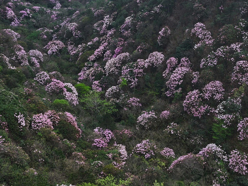 高山杜鹃 保护区 