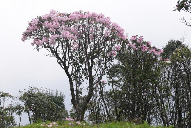 高山杜鹃 保护区 