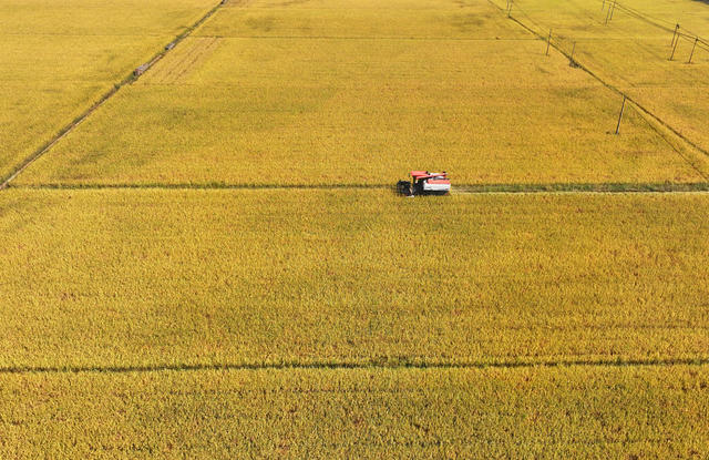 晚稻 收割 丰收 丰景 