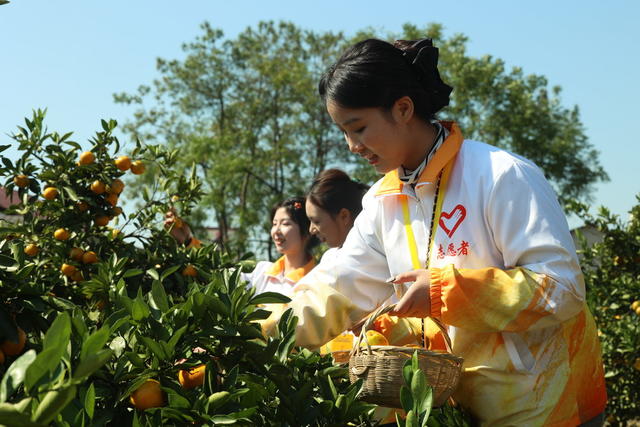 国际贸易　雪峰蜜桔　国外客商　出口　农产品出口