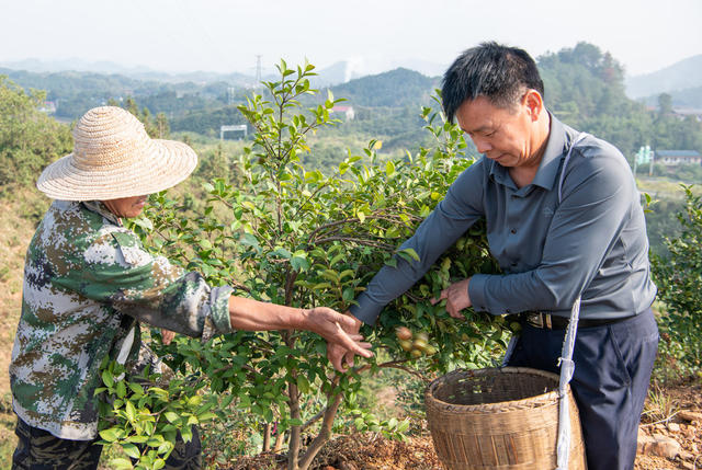 农村  种植  油茶  中方县