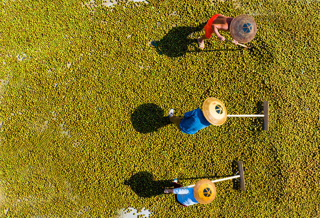 农村  种植  油茶  中方县