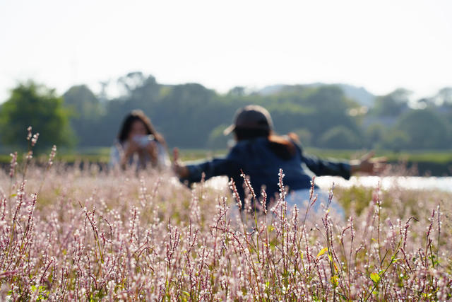 乡村游 美景 蓼花盛放