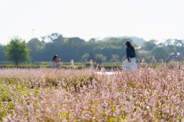 乡村游 美景 蓼花盛放