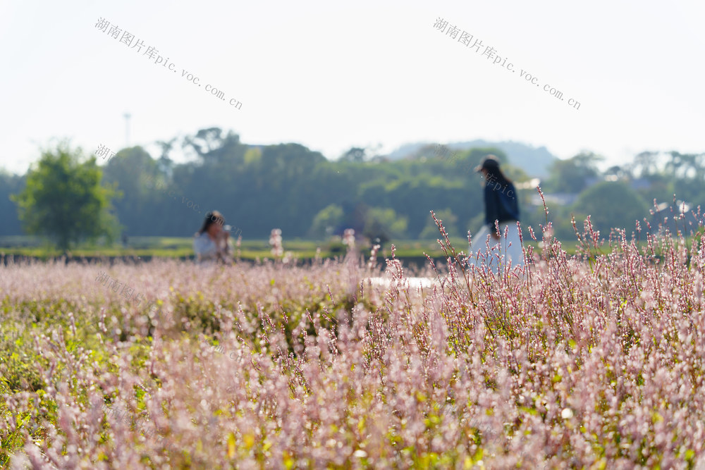 乡村游 美景 蓼花盛放