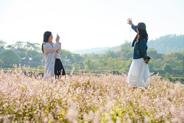 乡村游 美景 蓼花盛放