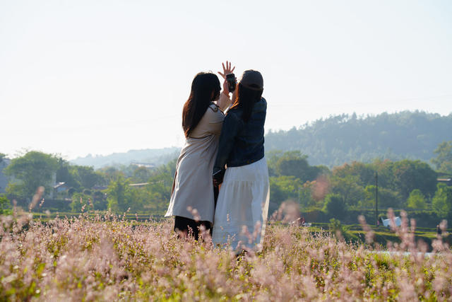 乡村游 美景 蓼花盛放