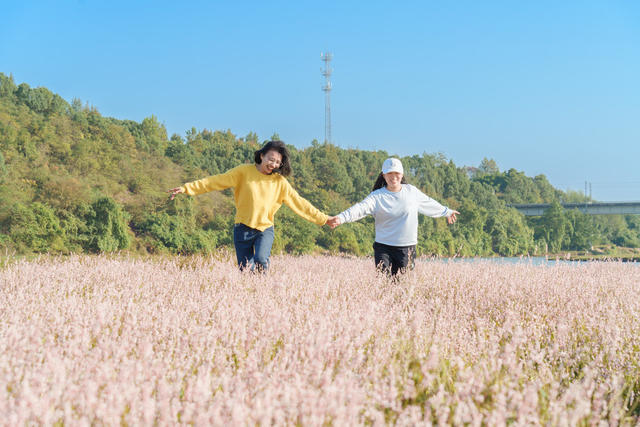乡村游 美景 蓼花盛放