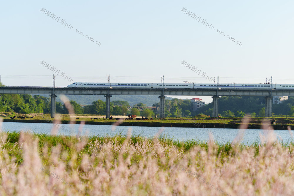 秋日美景 乡村 高铁飞驰驶过花海