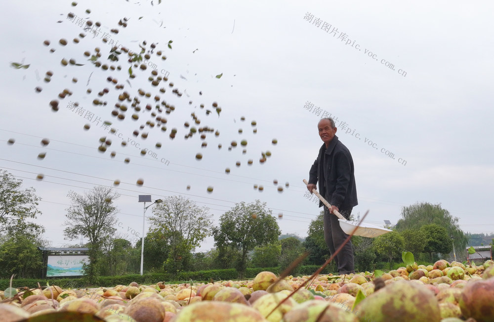 油茶 采摘 晾晒  无人机转运