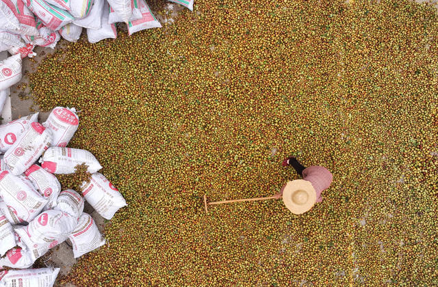 油茶 采摘 晾晒  无人机转运