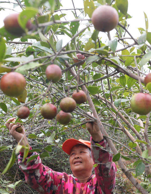 油茶 采摘 晾晒  无人机转运
