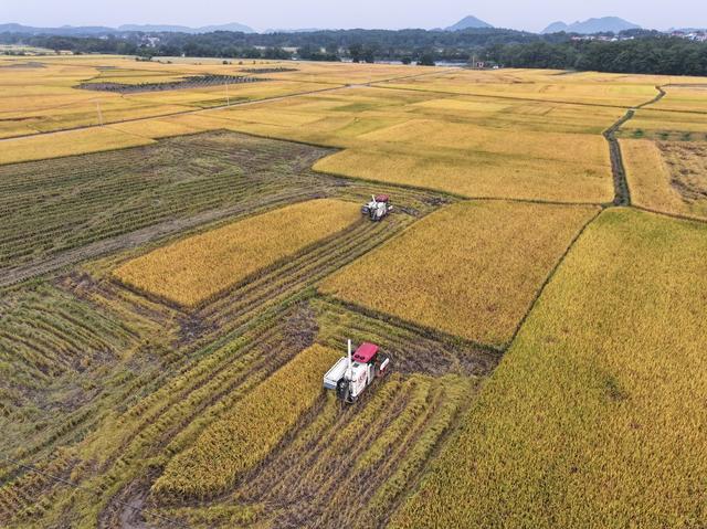 农事  农业生产 水稻收割   秋天
美丽乡村