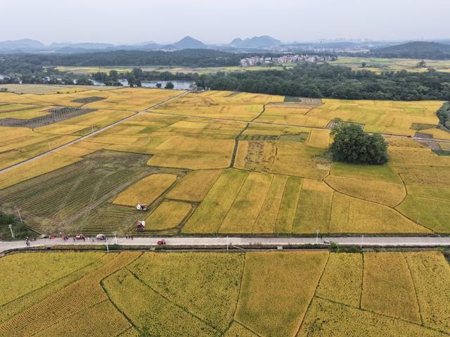 农事  农业生产 水稻收割   秋天
美丽乡村