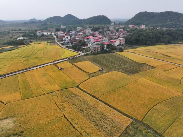 农事  农业生产 水稻收割   秋天
美丽乡村
