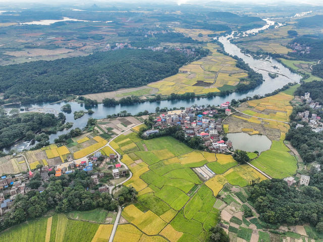 金秋
晚稻
道县