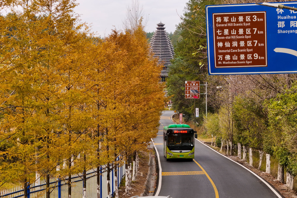 秋天、景色、公路、水杉、深秋