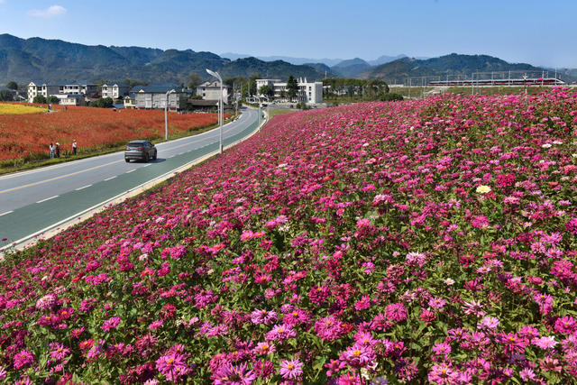 站前公路生态美