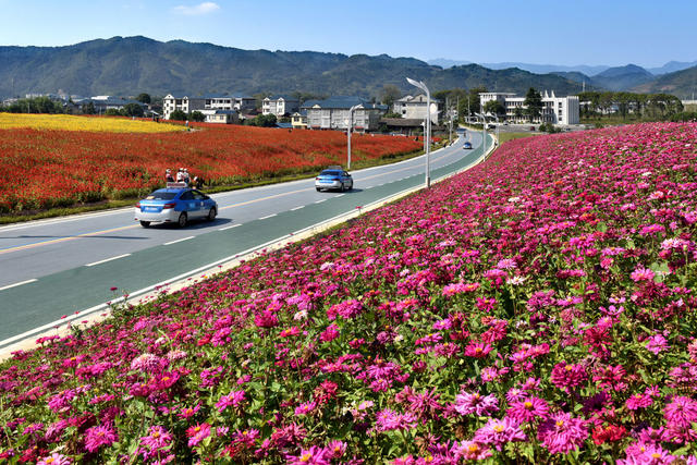 站前公路生态美