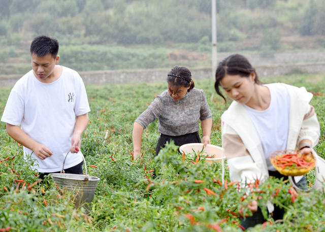 嘉禾：辣椒红  采收忙