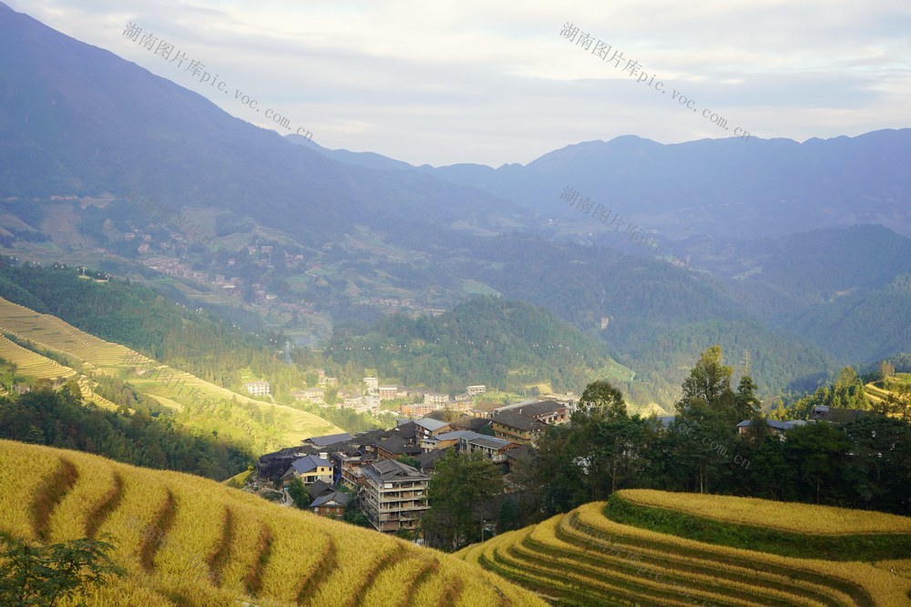 梯田 农耕 乡村 丰收 村庄 