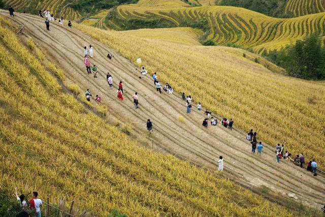 梯田 农耕 乡村 丰收 村庄 