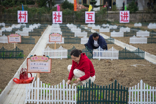 沙龙村  蔬菜  田土  新村民  种植  绿色