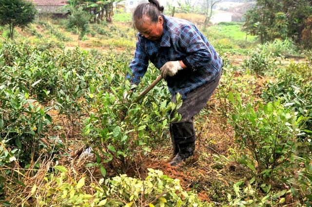 茶树 茶农  补植 增效