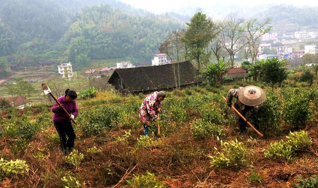 茶树 茶农  补植 增效