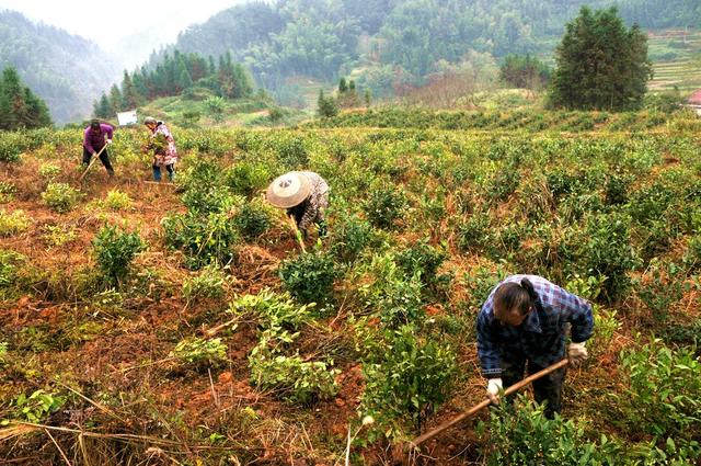 茶树 茶农  补植 增效