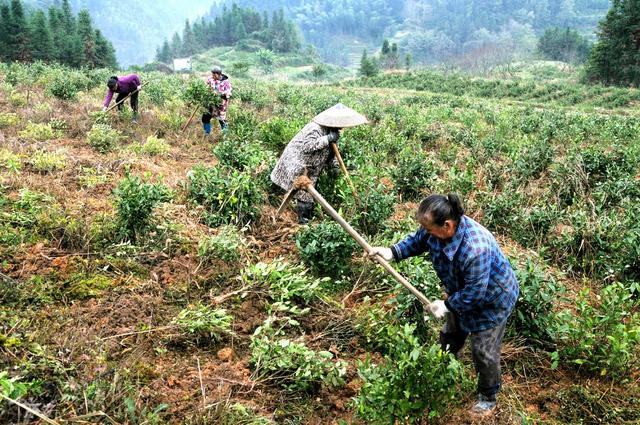茶树 茶农  补植 增效
